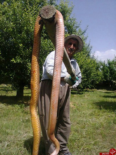 ایران پرس نیوز