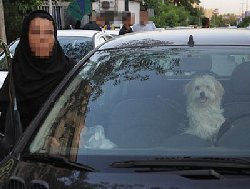 ایران پرس نیوز