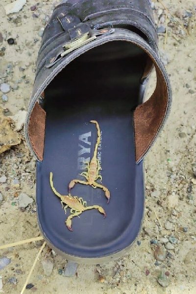ایران پرس نیوز